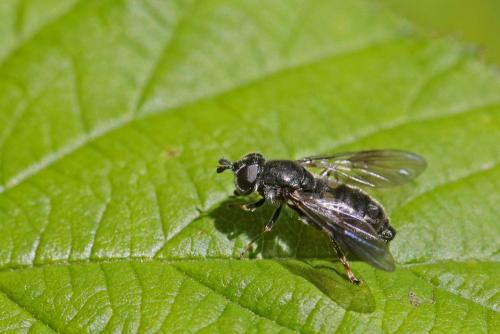 Réf. 283 037 : Pipiza noctiluca